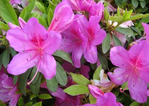 过年买了杜鹃花，过了花期就枯盆，要这样就还能活到明年