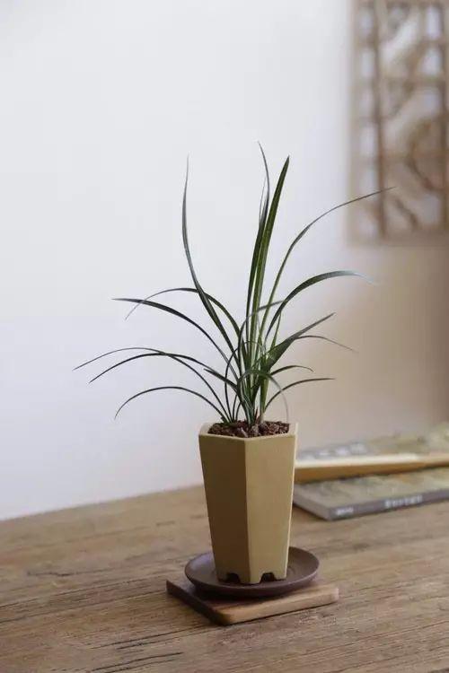 书房最适合的5种植物