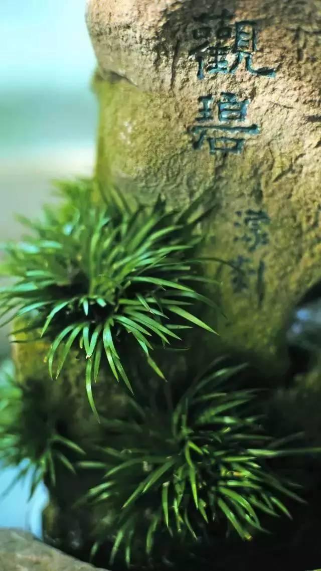 书房最适合的5种植物