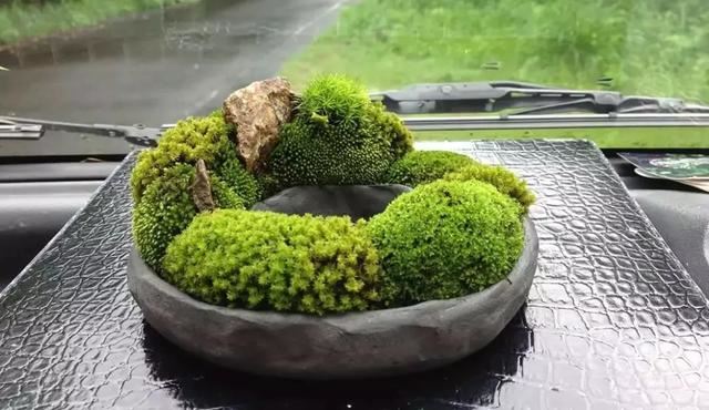 苔藓也可以养的这么美