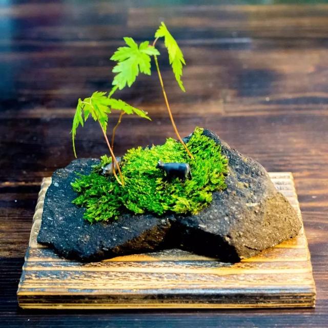 苔藓也可以养的这么美