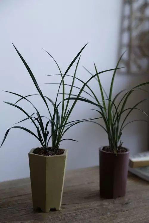 书房最适合的5种植物