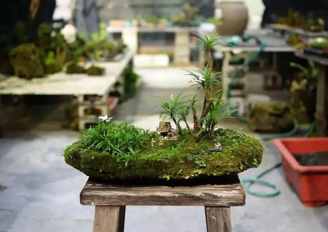 苔藓也可以养的这么美