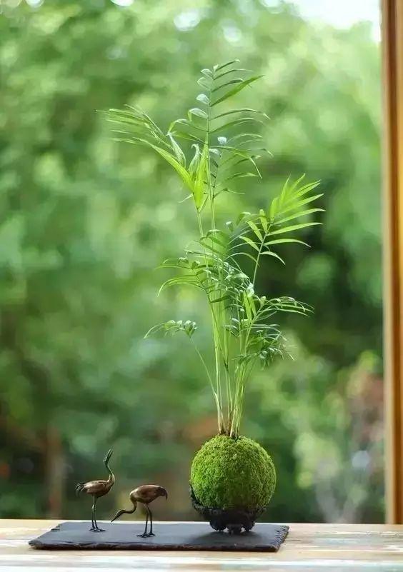 书房最适合的5种植物