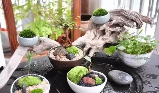 苔藓也可以养的这么美