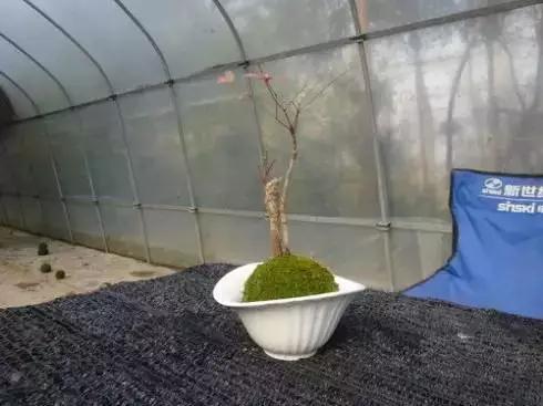 苔藓也可以养的这么美