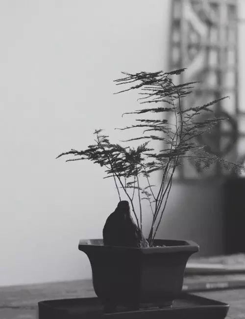 书房最适合的5种植物
