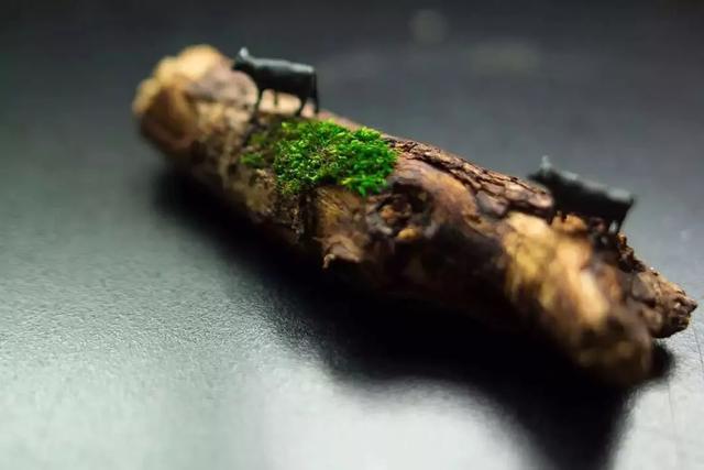 苔藓也可以养的这么美