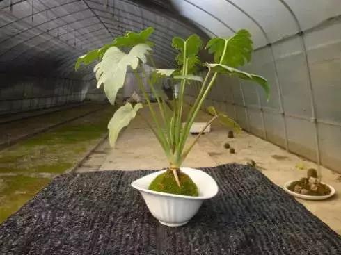 苔藓也可以养的这么美