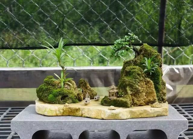 苔藓也可以养的这么美