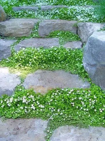 石头缝里的庭院景观，看一眼就爱上了