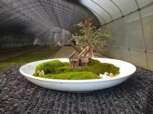 苔藓也可以养的这么美