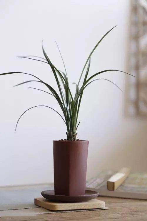 书房最适合的5种植物