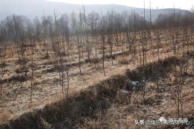吴国峻调研春季绿化工作