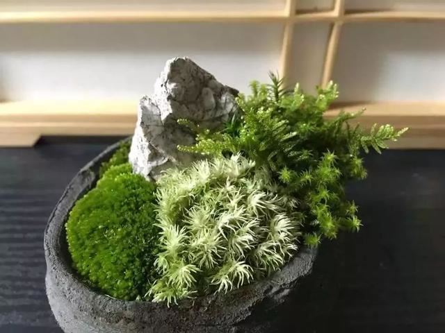 苔藓也可以养的这么美