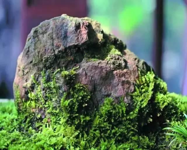 书房最适合的5种植物