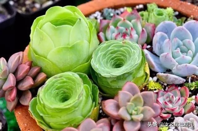我把森林变小了，教你自由组合盆栽