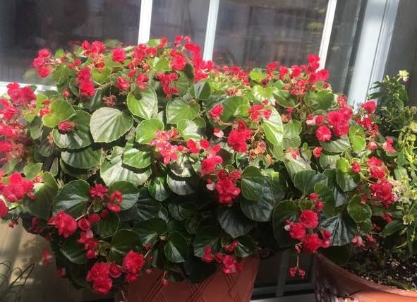 在家如何管理盆栽海棠？多注意5方面，植株长得旺、四季开花