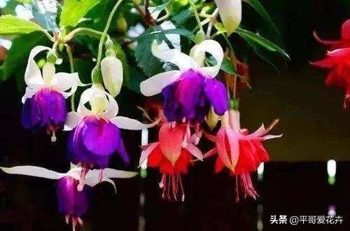 春天家里必备3种“吊篮花”，根系壮、枝叶茂，开花繁多，很不错