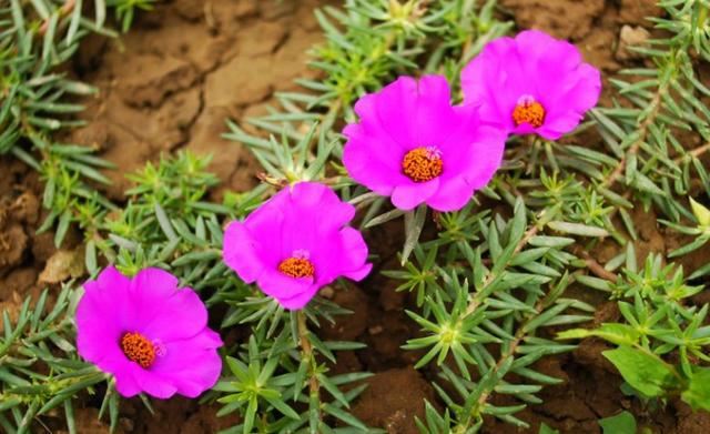 如何让午时花长爆盆、多开花？掌握2个知识点，砰砰开出满盆花