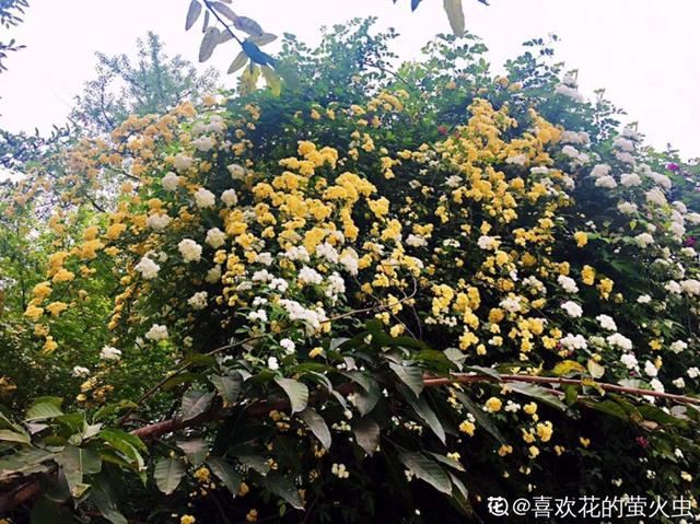 春天一到，铁线莲开始窜新芽，教你一招，阳台成花园