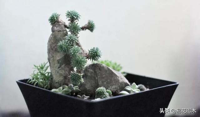 多肉球松是制作微型盆景的优质素材，如何制作养护？