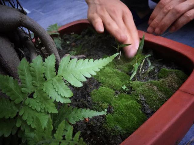 不用花钱就可以培植出各种形状的青苔盆景