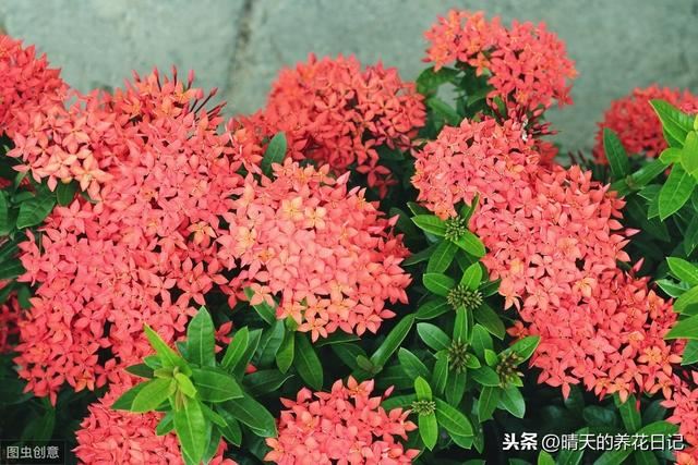 错把龙船花认成了绣球，买回家才发现，比绣球还好养