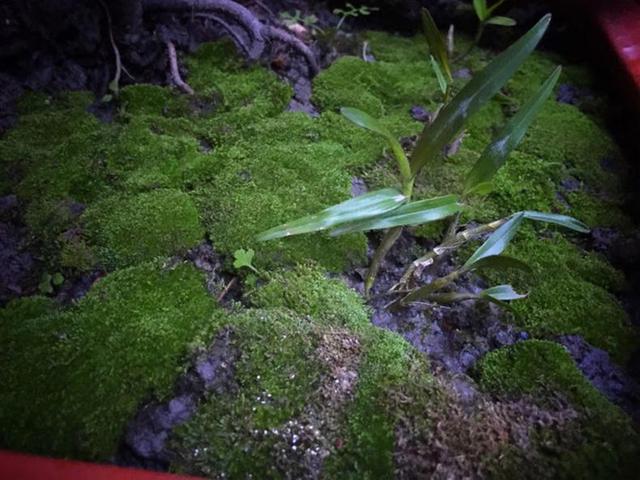 不用花钱就可以培植出各种形状的青苔盆景