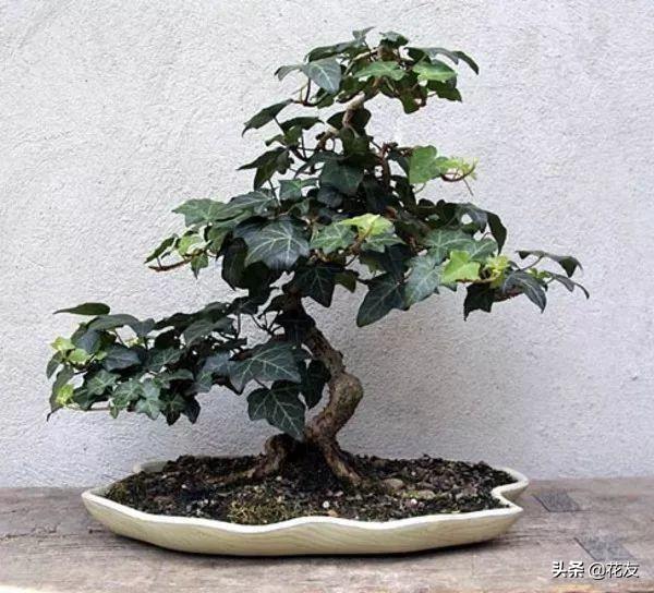 常青藤盆景老桩栽培管理，藤本愈老愈多张力