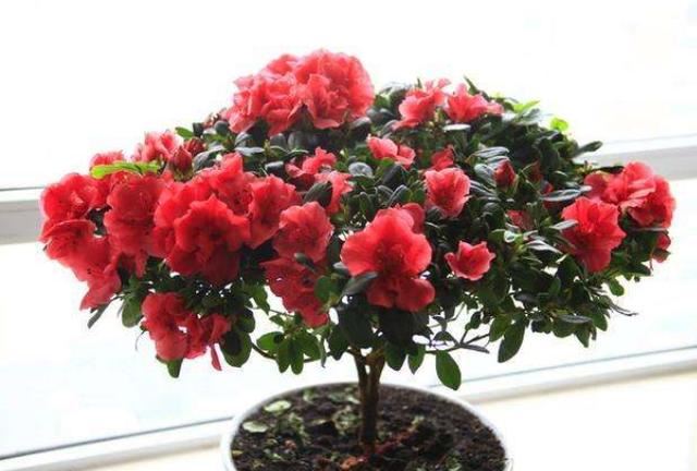 如何养护四季杜鹃？4个妙招让它花开茂盛，植株越长越旺