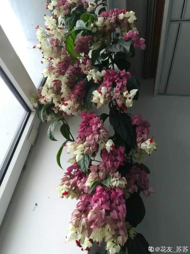 春天一到，铁线莲开始窜新芽，教你一招，阳台成花园