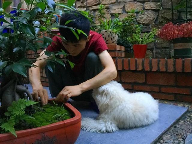不用花钱就可以培植出各种形状的青苔盆景