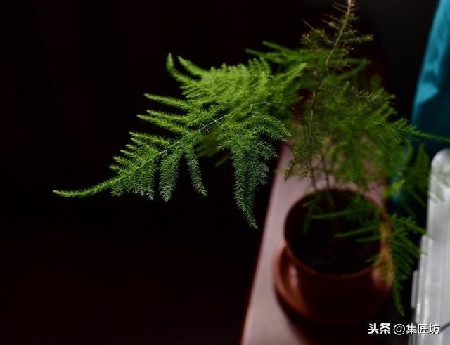 文竹盆景养护技巧：纤枝却见松竹骨，唯有文竹雅人心