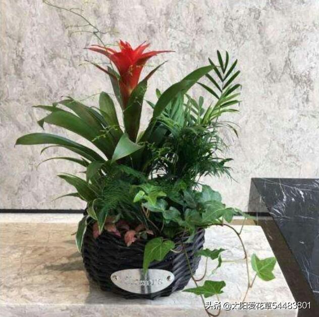 园土栽培花卉植物，用什么方法避免土壤板呢？