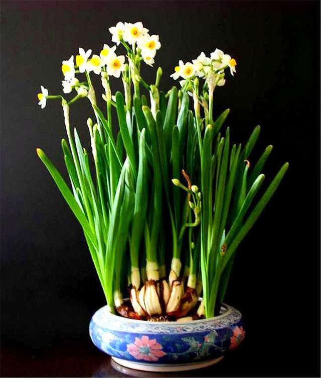 家庭养水仙花，讲究4个“勤”字，枝干粗壮开花多，过年开爆盆