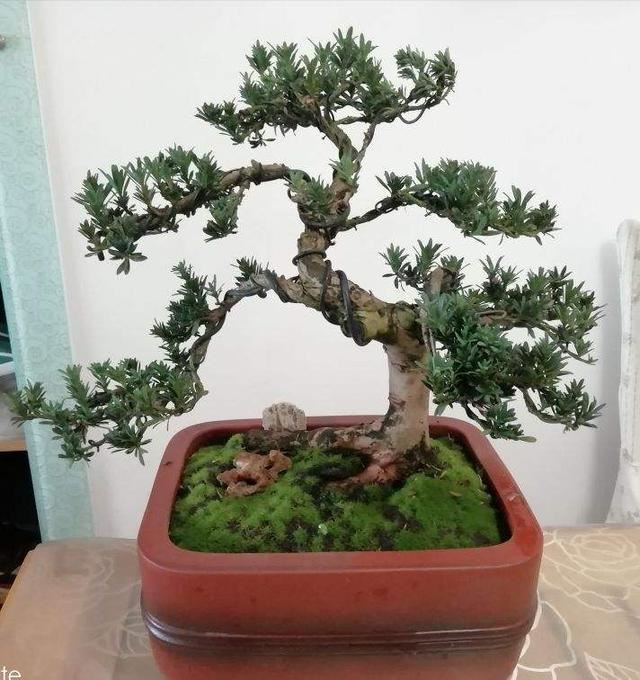 修剪盆景的最佳时期到了，狠心剪几刀，造型精致上档次