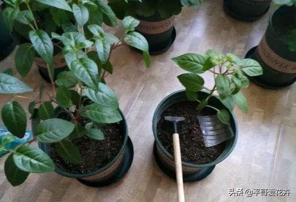 春天家里必备3种“吊篮花”，根系壮、枝叶茂，开花繁多，很不错