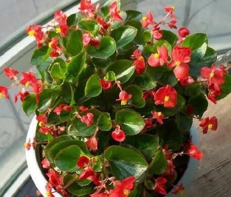 在家如何管理盆栽海棠？多注意5方面，植株长得旺、四季开花