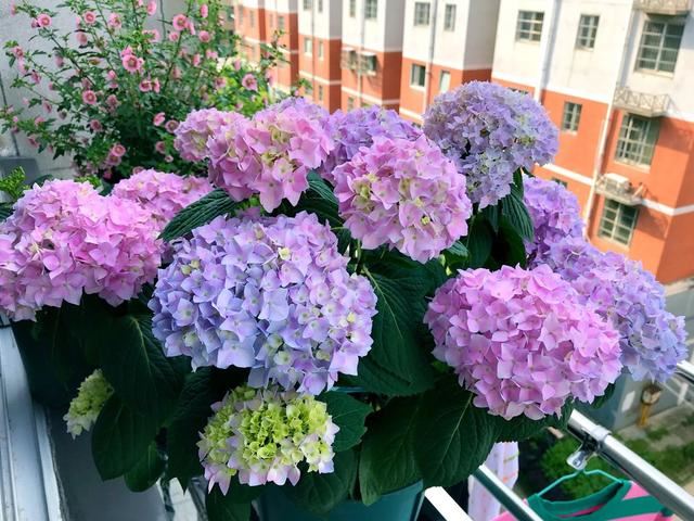 养盆绣球花，夏天赏花、冬天观叶，做好5点，满盆都是大花苞
