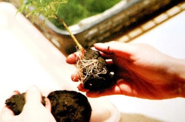 苔藓新玩法，无需花盆，制作完成后摆放在器皿上观赏