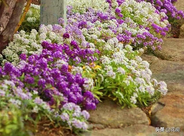 如有院落，就种些香雪球，便宜又好养，轻松开成“花地毯”