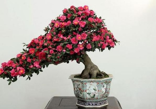 北方盆栽山茶花如何养护？掌握4点细节，不怕枝干徒长不开花