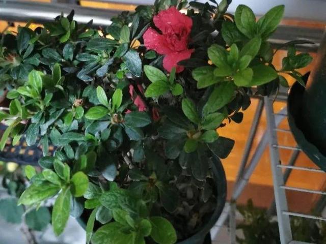 这花公认难养，买回家没开两天，叶子发黄全都往下掉