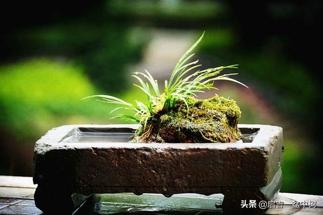 如何制作虎须菖蒲盆景（文人草）