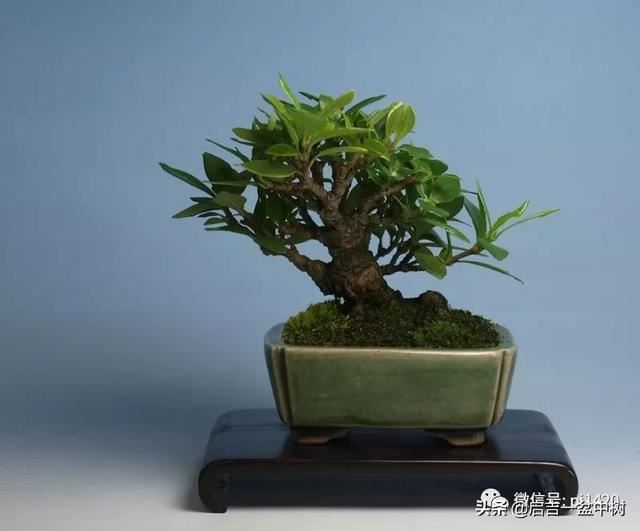 做一盆芳香满屋的栀子盆景