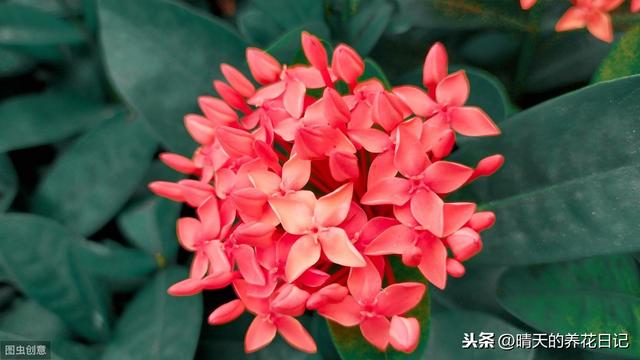 错把龙船花认成了绣球，买回家才发现，比绣球还好养