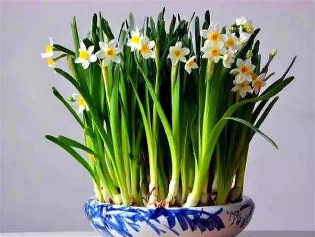 家庭养水仙花，讲究4个“勤”字，枝干粗壮开花多，过年开爆盆