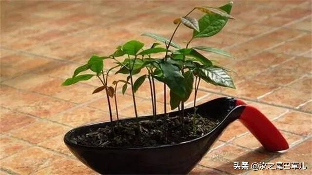 我把森林变小了，教你自由组合盆栽