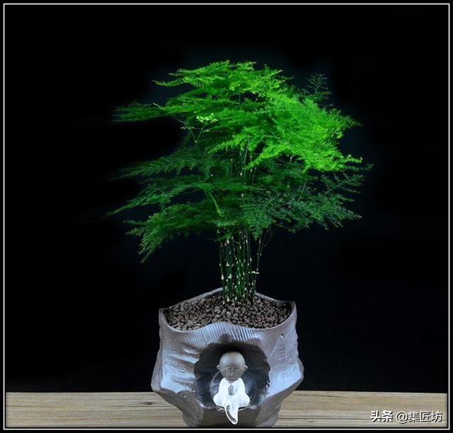 文竹盆景养护技巧：纤枝却见松竹骨，唯有文竹雅人心